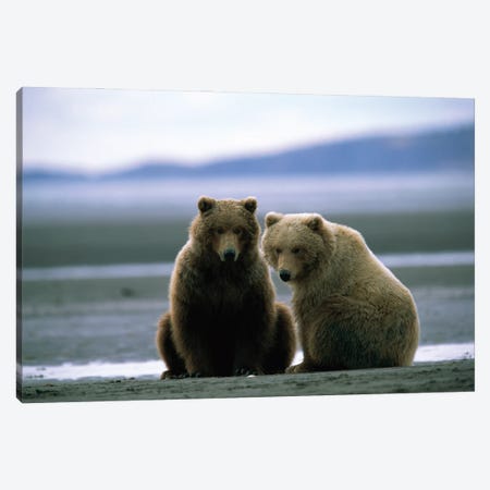 Two Grizzly Bears Dig For Clams At Hallo Bay, Alaska Canvas Print #SRR331} by Joel Sartore Canvas Art