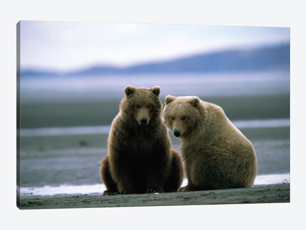 Two Grizzly Bears Dig For Clams At Hallo Bay, Alaska by Joel Sartore 1-piece Canvas Wall Art
