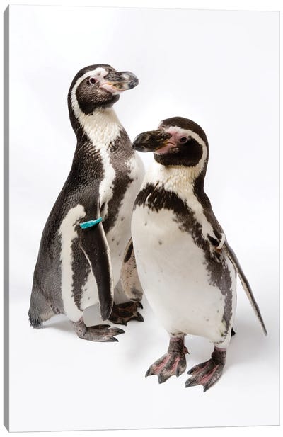 Two Humboldt Penguins At Great Plains Zoo Canvas Art Print - Joel Sartore