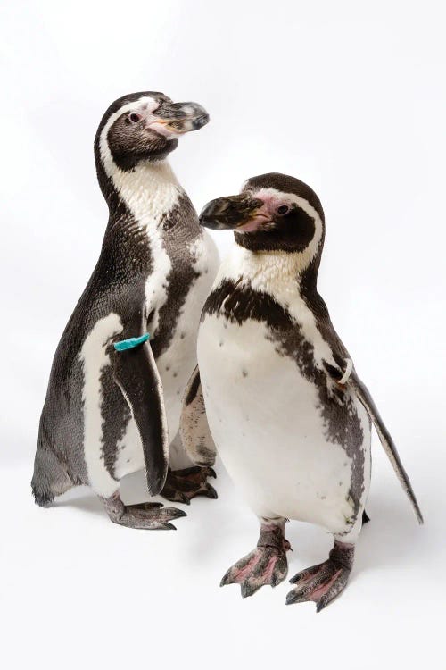 Two Humboldt Penguins At Great Plains Zoo