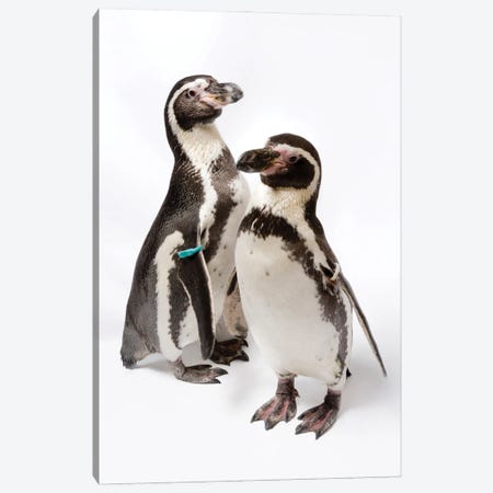 Two Humboldt Penguins At Great Plains Zoo Canvas Print #SRR332} by Joel Sartore Canvas Artwork
