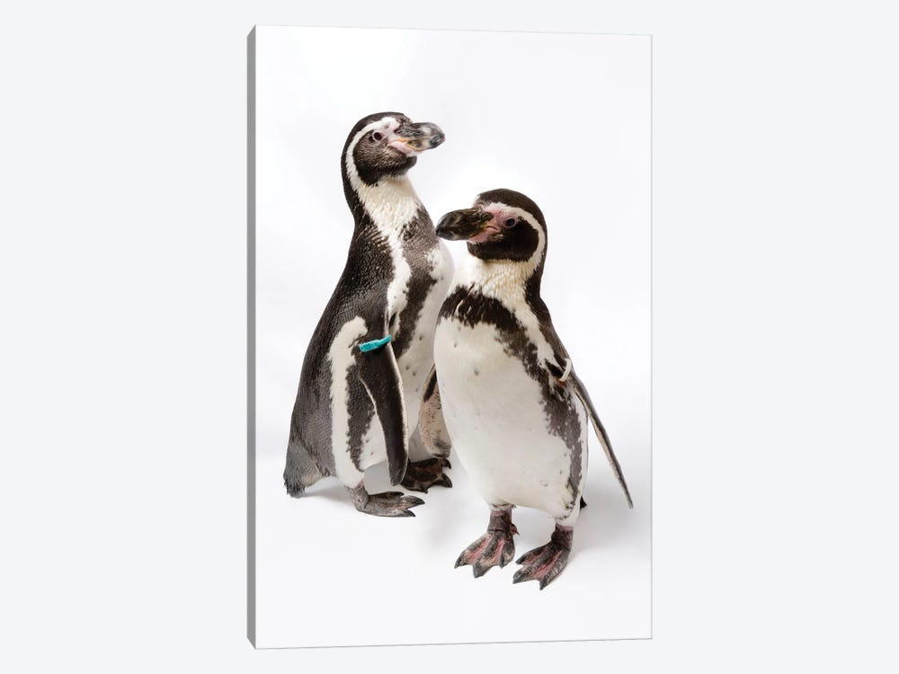Two Humboldt Penguins At Great Plains Zoo by Joel Sartore 1-piece Canvas Print