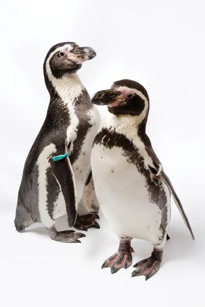 Joel Sartore: Two Humboldt Penguins At Great Plains Zoo by Joel Sartore