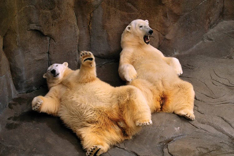 Two Lounging Polar Bears At Omaha's Henry Doorly Zoo And Aquarium