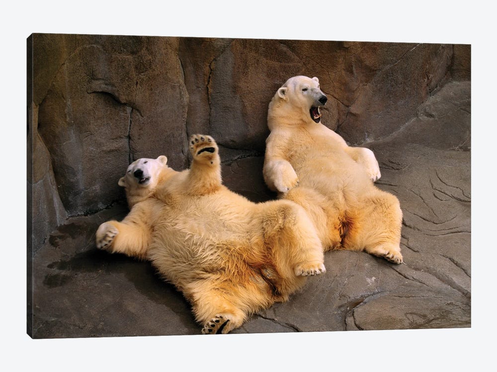 Two Lounging Polar Bears At Omaha's Henry Doorly Zoo And Aquarium by Joel Sartore 1-piece Art Print