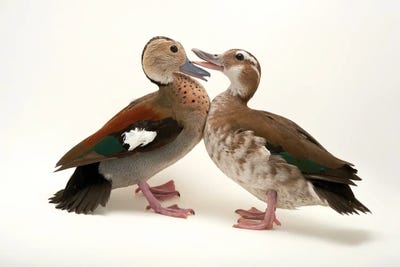 Two Ringed Teal At Sylvan Heights Waterfowl Park by Joel Sartore art print