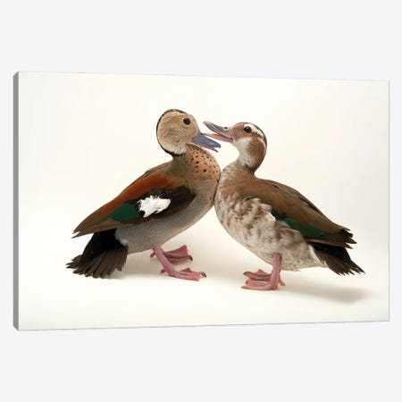 Two Ringed Teal At Sylvan Heights Waterfowl Park Canvas Print #SRR335} by Joel Sartore Canvas Print