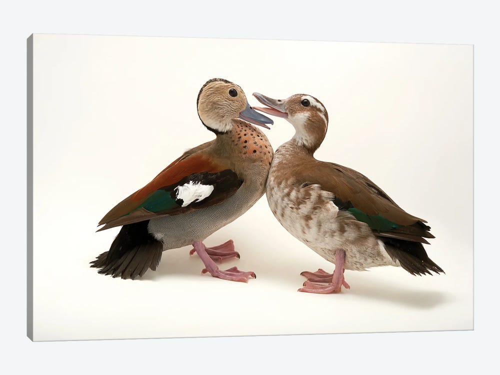 Two Ringed Teal At Sylvan Heights Waterfowl Park by Joel Sartore 1-piece Canvas Art