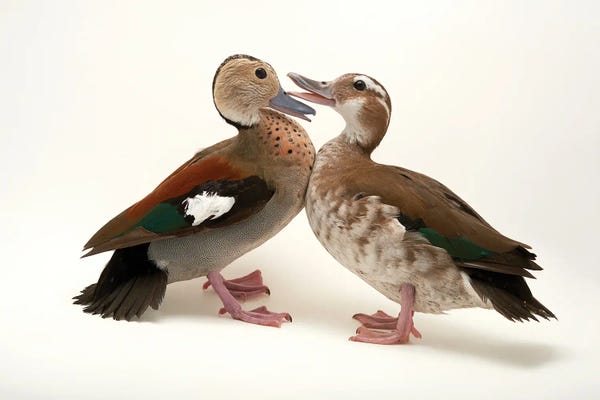Joel Sartore: Two Ringed Teal At Sylvan Heights Waterfowl Park by Joel Sartore