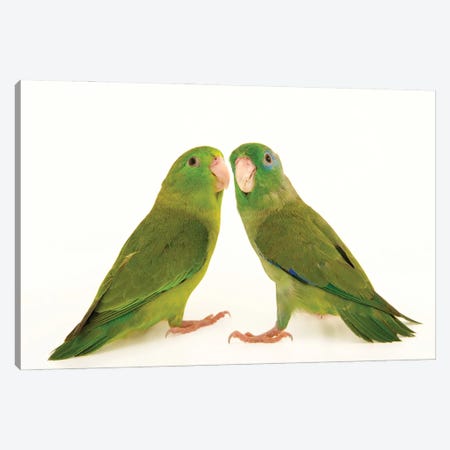 Two Spectacled Parrotlets At Piscilago Zoo The Male Has Blue Around The Eye Canvas Print #SRR336} by Joel Sartore Canvas Print
