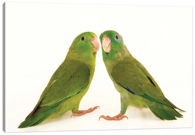 Two Spectacled Parrotlets At Piscilago Zoo The Male Has Blue Around The Eye Canvas Art Print - Joel Sartore