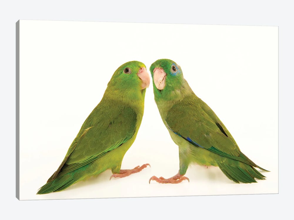 Two Spectacled Parrotlets At Piscilago Zoo The Male Has Blue Around The Eye by Joel Sartore 1-piece Canvas Art Print