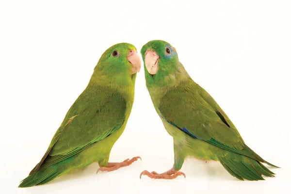 Parrots: Two Spectacled Parrotlets At Piscilago Zoo The Male Has Blue Around The Eye by Joel Sartore