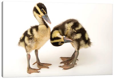 Two-Week-Old Black-Bellied Whistling Ducklings At The Dallas World Aquarium Canvas Art Print - Joel Sartore