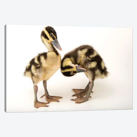 Two-Week-Old Black-Bellied Whistling Ducklings At The Dallas World Aquarium Canvas Print #SRR337} by Joel Sartore Canvas Art Print