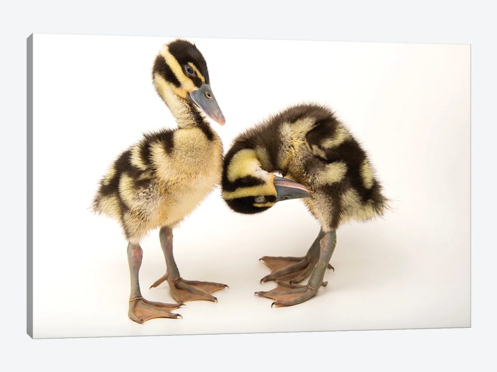 Two-Week-Old Black-Bellied Whistling Ducklings At The Dallas World Aquarium by Joel Sartore 1-piece Canvas Artwork