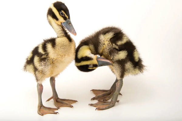 Two-Week-Old Black-Bellied Whistling Ducklings At The Dallas World Aquarium
