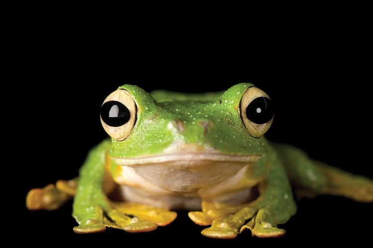 Wallace's Gliding Tree Frog From A Private Collection