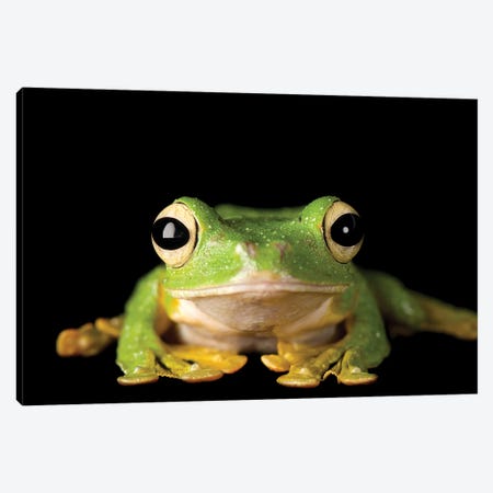 Wallace's Gliding Tree Frog From A Private Collection Canvas Print #SRR338} by Joel Sartore Canvas Art