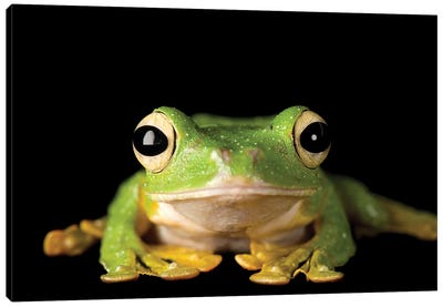 Wallace's Gliding Tree Frog From A Private Collection Canvas Art Print - Frog Art