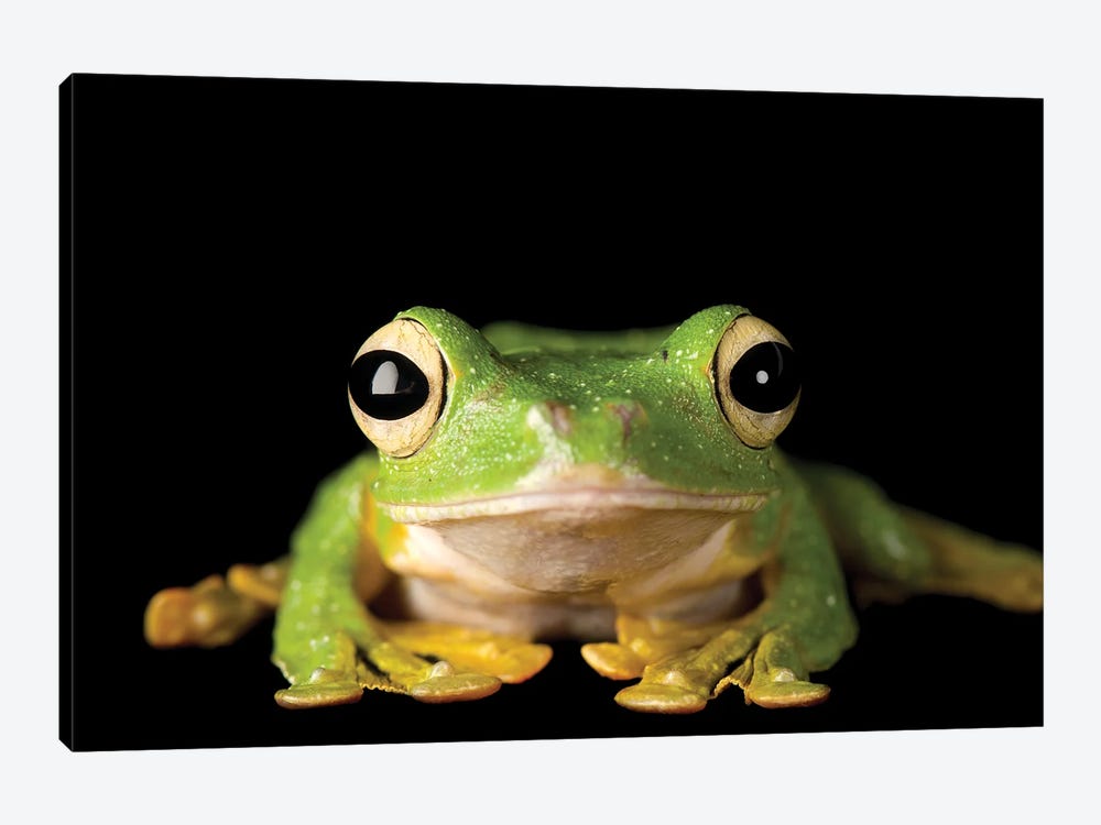 Wallace's Gliding Tree Frog From A Private Collection by Joel Sartore 1-piece Canvas Art Print