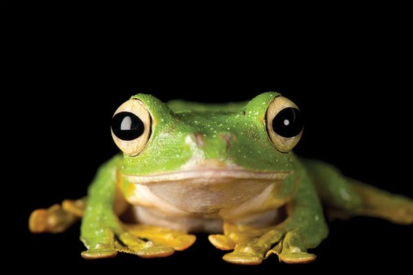 Frogs: Wallace's Gliding Tree Frog From A Private Collection by Joel Sartore