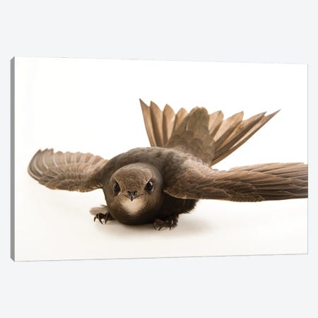 A Common Swift From The Budapest Zoo Canvas Print #SRR33} by Joel Sartore Canvas Wall Art