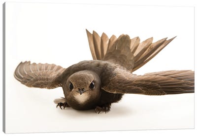 A Common Swift From The Budapest Zoo Canvas Art Print - Joel Sartore