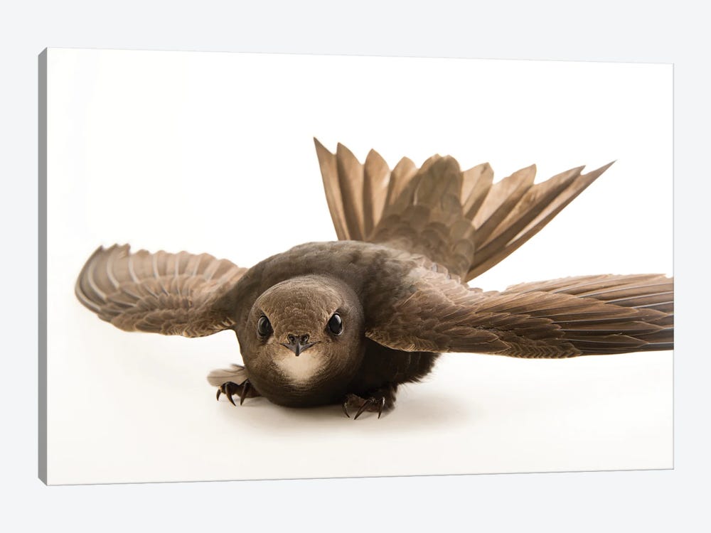 A Common Swift From The Budapest Zoo by Joel Sartore 1-piece Canvas Art