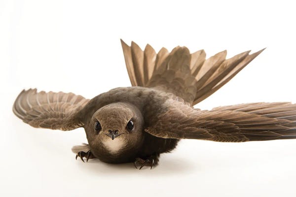 Joel Sartore: A Common Swift From The Budapest Zoo by Joel Sartore