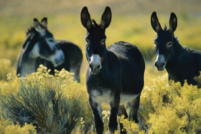 Wild Burros In Sagebrush, At Sheldon National Wildlife Refuge, Nevada by Joel Sartore gallery poster