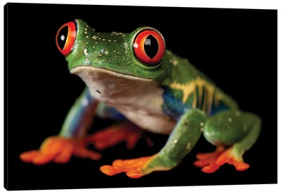 A Red-Eyed Tree Frog At The Sunset Zoo In Manhattan, KS. Canvas Art Print - Reptile & Amphibian Art