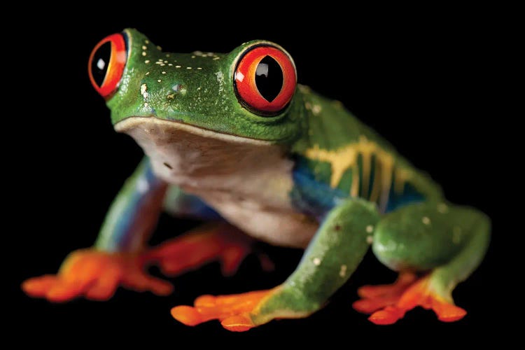 A Red-Eyed Tree Frog At The Sunset Zoo In Manhattan, KS.