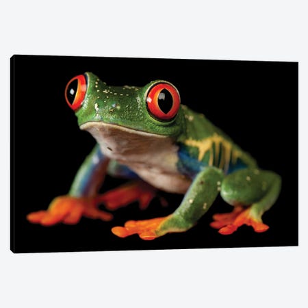 A Red-Eyed Tree Frog At The Sunset Zoo In Manhattan, KS. Canvas Print #SRR342} by Joel Sartore Art Print