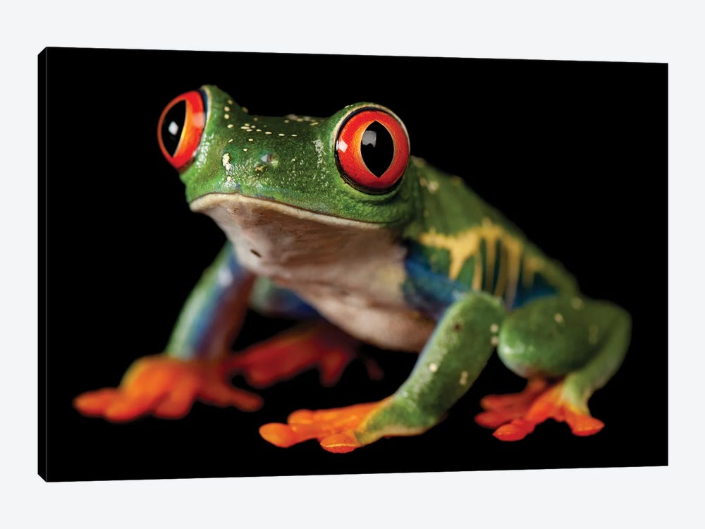 A Red-Eyed Tree Frog At The Sunset Zoo In Manhattan, KS. by Joel Sartore 1-piece Canvas Artwork