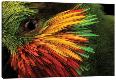 Edward’s Fig Parrot At Loro Parque Fundacion. Canvas Art Print - Joel Sartore