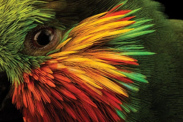 The Art Of The Feather: Edward’s Fig Parrot At Loro Parque Fundacion. by Joel Sartore