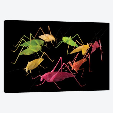 Oblong-Winged Katydids At The Insectarium In New Orleans. Canvas Print #SRR344} by Joel Sartore Canvas Art