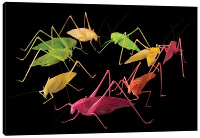 Oblong-Winged Katydids At The Insectarium In New Orleans. Canvas Art Print - Grasshoppers