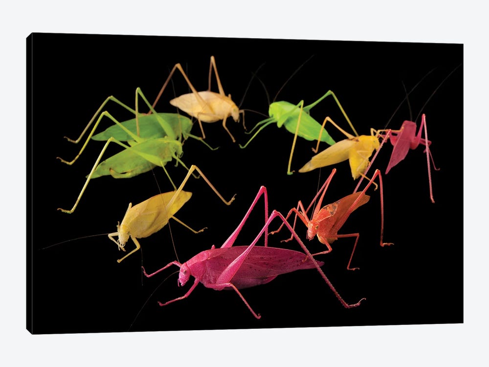 Oblong-Winged Katydids At The Insectarium In New Orleans. by Joel Sartore 1-piece Canvas Wall Art