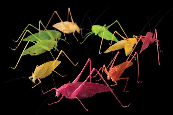 Grasshoppers: Oblong-Winged Katydids At The Insectarium In New Orleans. by Joel Sartore