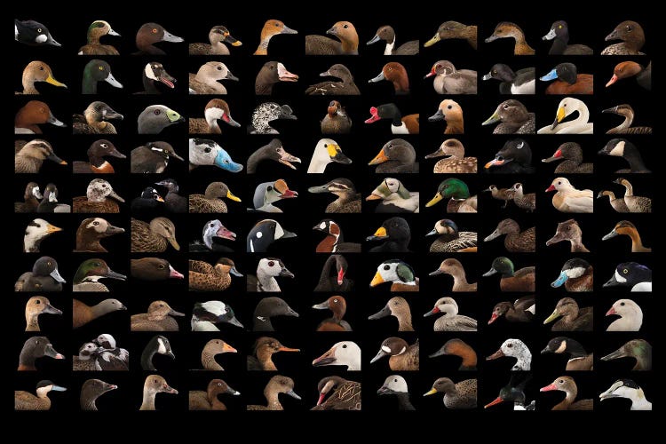 A Composite Of 110 Species Of Ducks And Geese