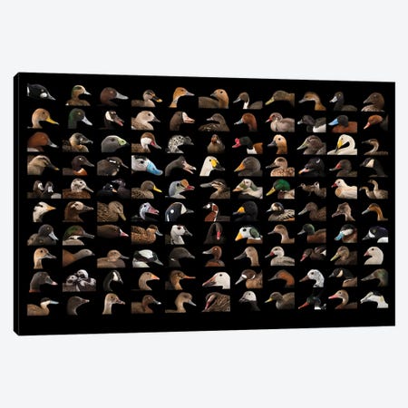 A Composite Of 110 Species Of Ducks And Geese Canvas Print #SRR34} by Joel Sartore Canvas Art Print