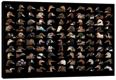 A Composite Of 110 Species Of Ducks And Geese Canvas Art Print
