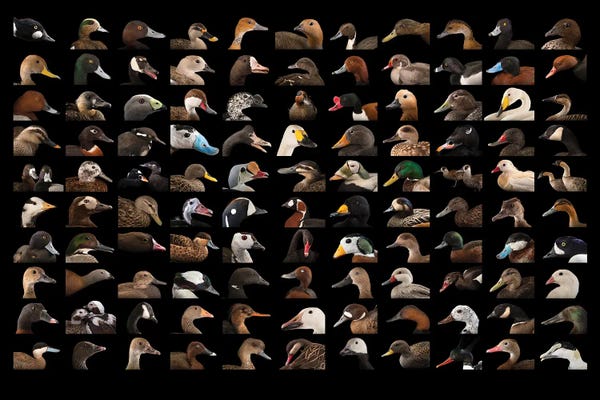 A Composite Of 110 Species Of Ducks And Geese