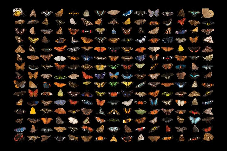 A Composite Of 225 Butterfly And Moth Species