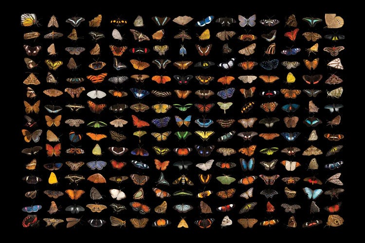 A Composite Of 225 Butterfly And Moth Species by Joel Sartore wall art