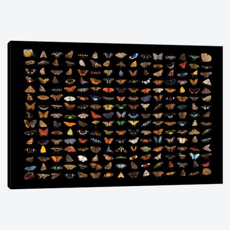 A Composite Of 225 Butterfly And Moth Species Canvas Print #SRR35} by Joel Sartore Art Print