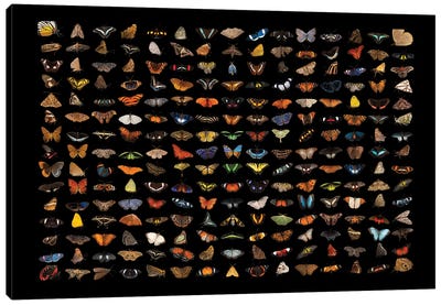 A Composite Of 225 Butterfly And Moth Species Canvas Art Print - Butterfly Art