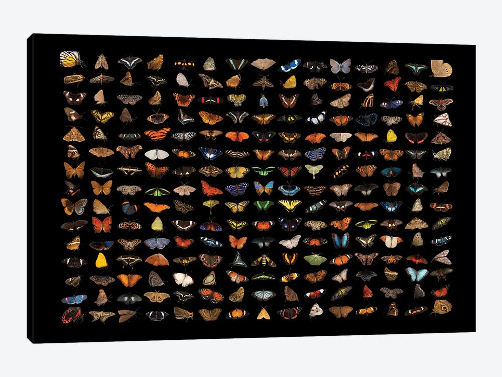 A Composite Of 225 Butterfly And Moth Species by Joel Sartore 1-piece Canvas Artwork